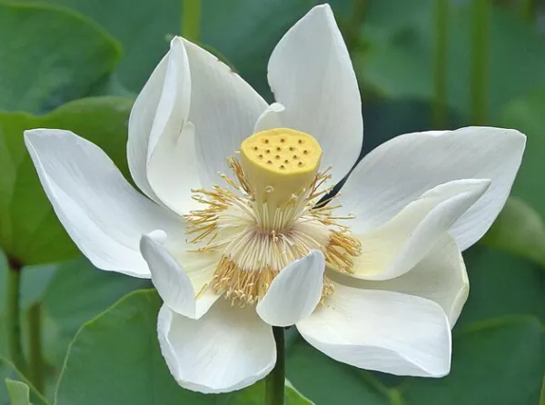 US Seller Nelumbo Nucifera White Lotus 5 Seeds - £23.27 GBP