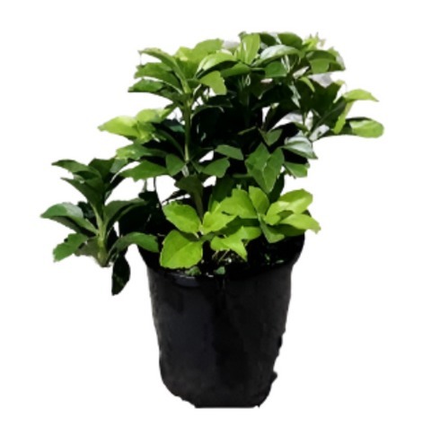 Pachysandra Terminalis 4Inches Japanese White Mini Flower Plant Full Liv... - $18.99