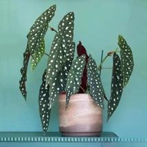 25+ Wightii Begonia Seeds – Polka Dot Begonia for Indoor &amp; Garden - $16.50