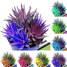 100 pcs/bag Rare Rainbow Aloe Vera Bonsai Flowers Perfect Color Succulents Plant - £6.30 GBP