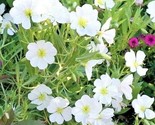 300 Seeds Pale Evening Primrose Flower Seeds Drought Heat Cold Groundcov... - $8.99