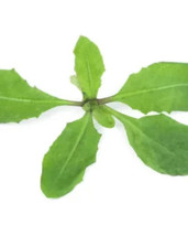 Simple Pack 5g  seed Herb Micro dandelion - £11.15 GBP