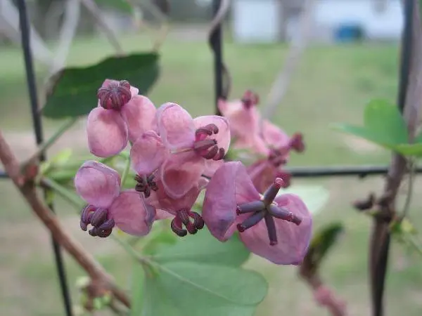 US Seller Akebia Quinata Chocolate Vine Fiveleaf Akebia 5 Seeds - £21.69 GBP