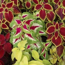 Mixed Coleus Flower Colorful, 100 Seeds D - £9.75 GBP