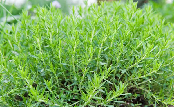 Russian Tarragon Herb Seeds Perennial Aromatic 100 Count Pkt. Fresh Garden - £5.49 GBP