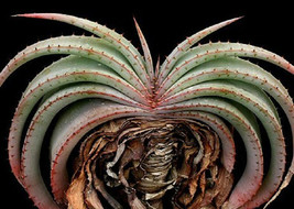 Aloe suprafoliata exotic cacti xeriscaping succulent rare cactus seed 25 SEEDS - $12.99