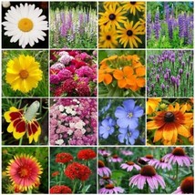 All Perennial Wildflower Mix, 15 Species Flowers, Variety Packet-Size, Easy Grow - £1.31 GBP+