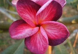 From US 5 Bright Pink Purple Plumeria Seeds Plants Flower Flowers Perennial Seed - £8.61 GBP