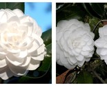 Seafoam Camellia Japonica Live Starter Plant Highly Variable Blooms - $48.93