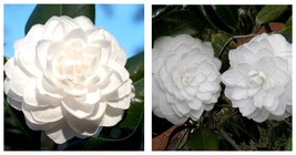 Seafoam Camellia Japonica Live Starter Plant Highly Variable Blooms - £38.70 GBP