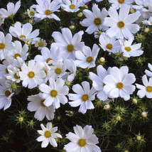 Purity Cosmos Seeds 50 - £7.85 GBP