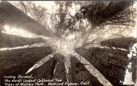 Redwood Highway California Looking Skyward Trees of Mystery Park Postcard Z27 - £7.77 GBP