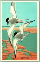 Male Female Common Tern Birds UNP 1939 National Wildlife Publishing Postcard I3 - £7.89 GBP