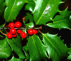 Live Plant American Holly Tree 1-2 Ft Ilex Opaca Red Berries Bush Shrub Seedling - £22.13 GBP
