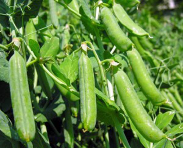 PEA SEED, THOMAS LAXTON, HEIRLOOM, ORGANIC, NON GMO,  100+ SEEDS, PERFECT PEAS