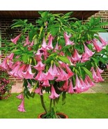 USA SELLER Flemanco Angels Trumpet Brugmansia Tropical Plant Beautiful B... - $59.98