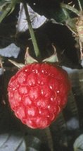 Bare Root of Killarney Raspberry , Summer Bearing Raspberry Plants (5) - $49.95