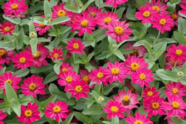 30 seeds Zinnia Profusion Fuchsia Pink Plant Quick Heirloom Seeds Enhanc... - £6.33 GBP