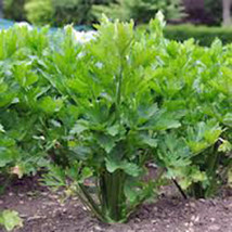 Celery Seed, Utah Tall, 25+ Seeds, Heirloom, Non Gmo, Organic, Celery Seeds - £1.99 GBP