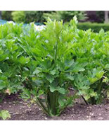 CELERY SEED, UTAH TALL, 25+ SEEDS, HEIRLOOM, NON GMO, ORGANIC, CELERY SEEDS - £2.01 GBP