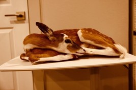 Museum piebald Quality Real Deer Fawn Taxidermy Mount - $1,500.00
