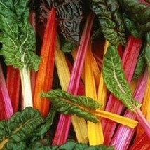 Rainbow Swiss Chard Mix Seeds Open Pollinated Container Vegetable Seeds ... - $11.93