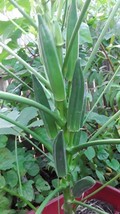 60 Jambalaya Okra Seeds Open Pollinated Great Flavor Early And Super ProlificFro - $8.35