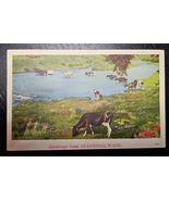 Stanwood Washington Holstein Cows Graze on Banks of Creek 1941 Linen PC - €12,99 EUR