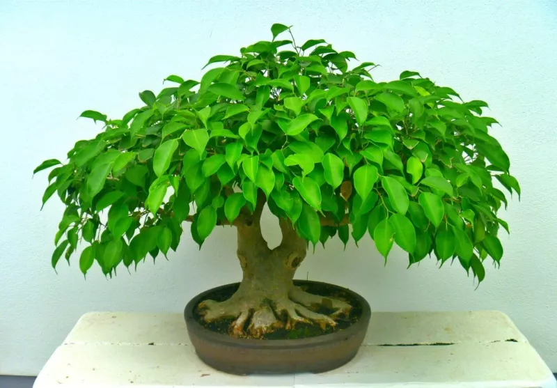 Sweet Plum Bonsai Tree Seeds 10 Seeds to Grow as Bonsai Prunus Americana S - £9.19 GBP