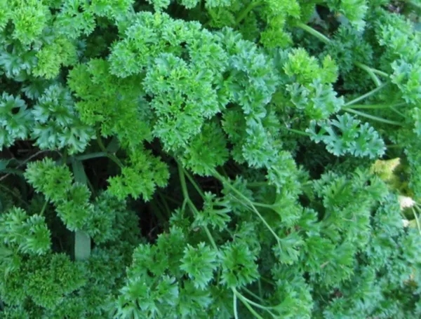 Parsley Seeds Moss Green Curled 1000 Seeds Curled Parsley Gardening - $11.29