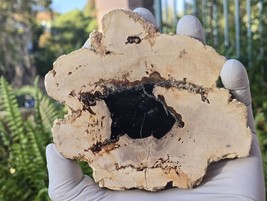 Petrified Wood Stone Decorative Crystal Slice (M14) - $29.69