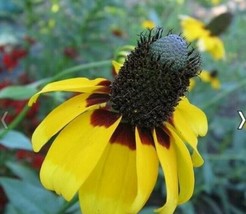 ArfanJaya Clasping Coneflower Seeds - £6.49 GBP