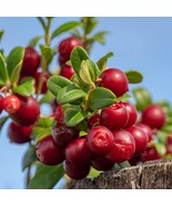 Linnea Lingonberry plant, well rooted plant 2-4 inches tall - $480.68 MXN