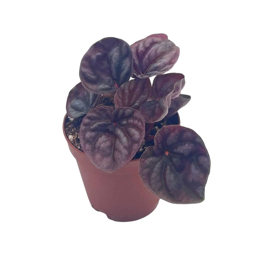 Red Peperomia caperata Red Emerald Ripple Frost Platinum a 2 in Pot Tin - £26.97 GBP