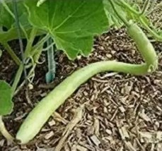 TRUE SNAKE Gourd Seed:Fresh Seed FREE Shipping NON-GMO - $5.45