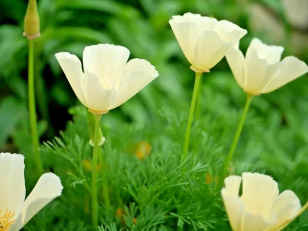 1001 White Linen Cali Nia Poppy Flower Native Wildflower Fresh Seeds - £20.78 GBP