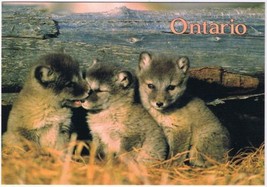 Postcard Animal Arctic Fox Pups 4 3/4&quot; x 6 3/4&quot; - £3.15 GBP