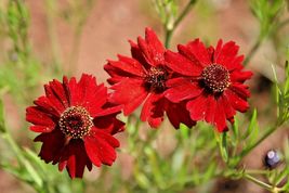 2000 Dwarf RED PLAINS COREOPSIS Seeds Native Wildflower Pollinators - £5.44 GBP