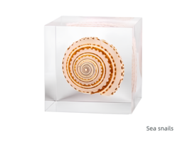 Handmade sea animals specimen crystal set gifts for his graduation - $56.80