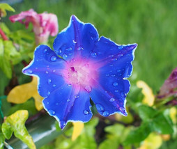 VP 100 Morning Glory Seeds, Mixed Color Heirloom Vine, High Germination - £3.81 GBP