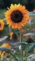 Soraya Sunflower New 20 Seeds+Free Seed Offer+ - £5.50 GBP