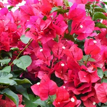 HELEN JOHNSON Bougainvillea starter/plug plant Well Rooted Outdoor Living - £38.36 GBP