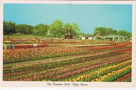 Michigan Postcard Holland Nellis Tulip Farm Lakewood Boulevard - £2.32 GBP