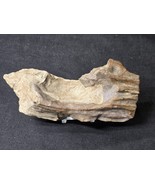 Petrified Wood Log Large Natural Decorative Crystal (08) - $460.83 MXN