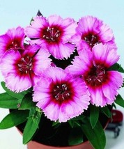 40+ Dianthus Vampire Perennial Flower Seeds Fragrant Long Lasting - £7.83 GBP