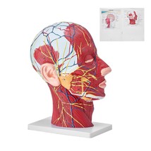 VEVOR Human Half Head Superficial Neurovascular Model with Musculature, 1:1 Life - $142.69 CAD
