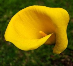 Calla Lily Bulb Universe Lemon Yellow Garden Home Live Plant 14/16 Cm - $35.99
