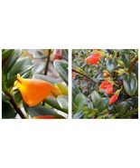 5 Cuttings Goldfish Plant Cuttings House Plants Succulents - $53.32 CAD