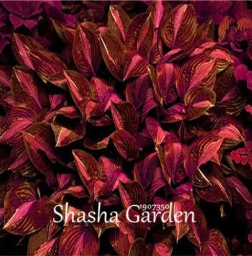 100 of Hosta Fragrant Plantain Lily - Perennial Flower Home Garden Ground AD - £6.13 GBP