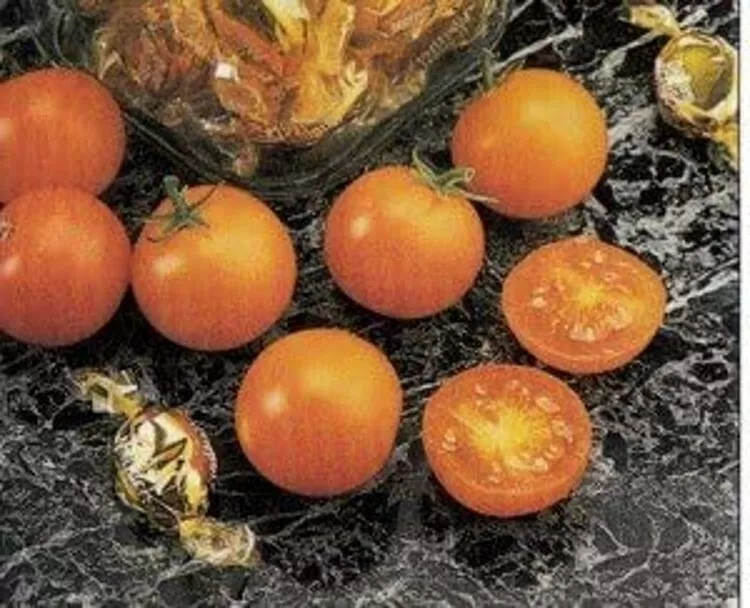 10 Seeds True Tomato Taste Sunsugar Cherry Golden Yellow Beauty Crack Re... - $17.90